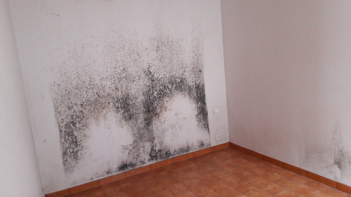 Moisissures - Expertise humidité à Le Mans